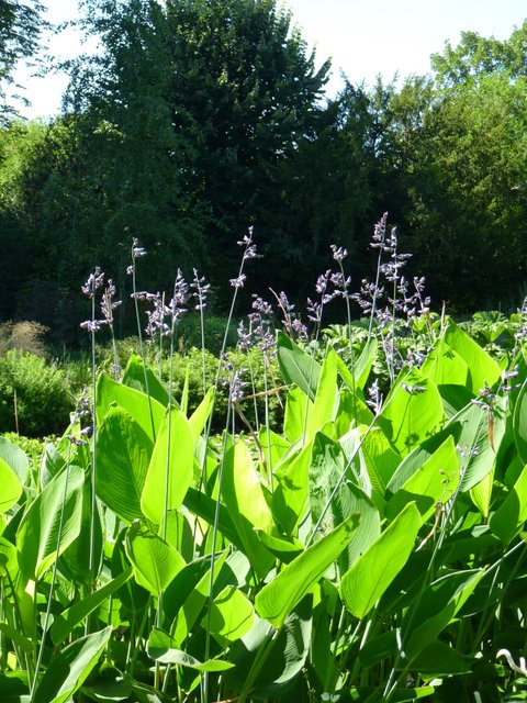 Thalia dealbata